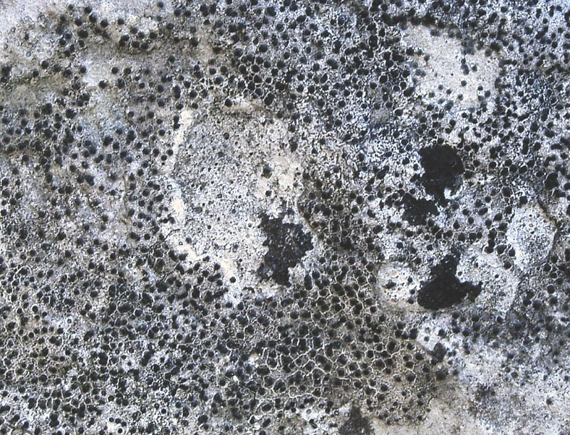 Verrucaria muralis